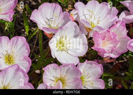 Pink evening Primrose (Oenothera speciosa) flowers blooming in a park, San Francisco bay area, non native to California Stock Photo
