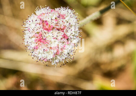 Seaside Buckwheat (Eriogonum latifolium) wildflower, Marin Headlands, San Francisco bay area, California Stock Photo