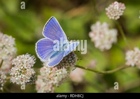 Anna's Blue (Plebejus anna) butterfly sitting on a Seaside Buckwheat (Eriogonum latifolium) wildflower, Marin Headlands, San Francisco bay area, Calif Stock Photo