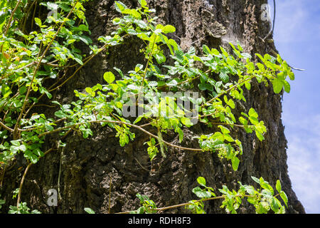 Poison oak vine climbing on a tree trunk, California Stock Photo