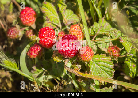 California blackberry (Rubus ursinus) fruits, California Stock Photo