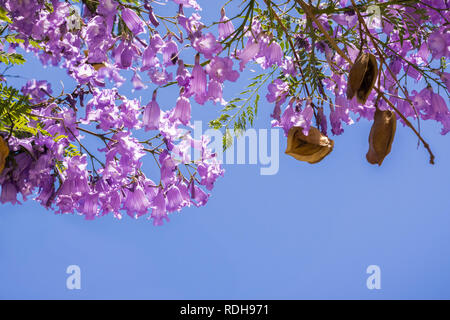 Jacaranda tree in bloom on a blue sky background, San Francisco bay, California Stock Photo