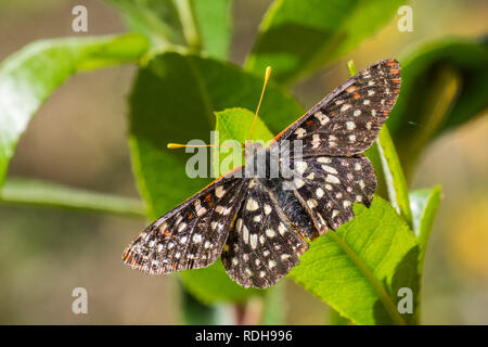 Close up of a variable checkerspot butterfly, San Francisco bay area, California Stock Photo