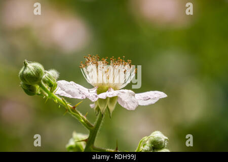 California blackberry (Rubus ursinus) wildflower, California Stock Photo