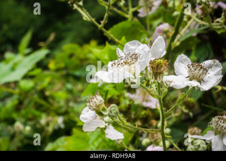 California blackberry (Rubus ursinus) wildflower, California Stock Photo