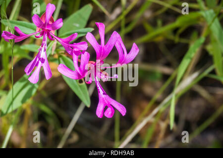 Red Ribbons (Clarkia concinna) wildflower blooming in north San Francisco bay area, California Stock Photo