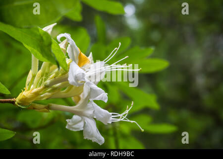 Western Azalea (Rhododendron occidentale) flowers blooming in Big Basin Redwoods State Park, California Stock Photo