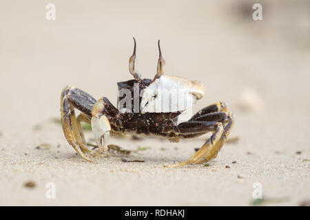 Horned Ghost Crab,Ocypode ceratophthalmus,on a beach located in Palawan,Philippines Stock Photo