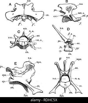 Typical Cervical Vertebrae Of Rabbit Diagram