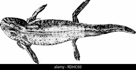 . Elements of zoology, to accompany the field and laboratory study of animals. Zoology. Fig. 320- — Cryptobranchus, the &quot;hellbender.&quot; Redueed. From &quot;Standard Natural History.&quot; about 15 centimetres long, and black, with a series of yellow spots on each side of the back. It lays eggs in springs or ponds during April; the dark gray eggs are contained in great masses of jelly which are attached to sticks at or near the surface of the. Fig. 321. — The larva of Amhhjstoma titjrinvm. the A.xolotl stage of the tiger salamander. From Mivart.. Please note that these images are extrac Stock Photo