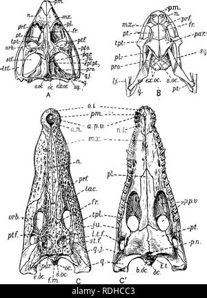 . A manual of elementary zoology . Zoology. Fig. 283.—Skulls of reptiles. A, Dorsal view of the skull of the tuatara (Spkenodon); J2, the same view of the skull of the grass snake {Tropidonotus natrix with small portions of the lower jaw ; Cj dorsal, and C, ventral views of the skull of a crocodile. l.t.f.i lateral temporal fossa; lac, lachrymal; «*jr., maxilla; «., nasal; «.*., notch into which fits the fourth tooth of the lower jaw; 0.1., opening into which fits the first tooth of the lower jaw; o.c.t occipital condyle; ord., orbit;/.«., pos- terior nares',P-p.v,t posterior palatine vacuity Stock Photo