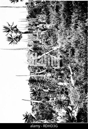 . The wonderland of the Eastern Congo; the region of the snow-crowned volcanoes, the pygmies, the giant gorilla, and the okapi. Natural history. . Please note that these images are extracted from scanned page images that may have been digitally enhanced for readability - coloration and appearance of these illustrations may not perfectly resemble the original work.. Barns, Thomas Alexander, 1880-. London &amp; New York, G. P. Putnam's Sons Stock Photo