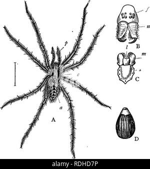 Head, thorax and abdomen of a house spider (Tegenaria gigantea) resting ...