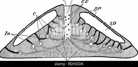 spongilla diagram