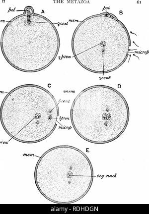 Sperm approaching egg cell, ovum. natural fertilization - close-up view ...