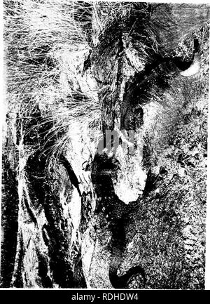 . The wonderland of the Eastern Congo; the region of the snow-crowned volcanoes, the pygmies, the giant gorilla, and the okapi. Natural history. . Please note that these images are extracted from scanned page images that may have been digitally enhanced for readability - coloration and appearance of these illustrations may not perfectly resemble the original work.. Barns, Thomas Alexander, 1880-. London &amp; New York, G. P. Putnam's Sons Stock Photo