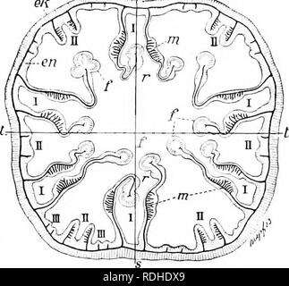 sagittal plane animal