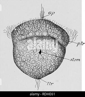 the cells that line the inside of the blastopore become the the cells that line the inside of the blastopore become the