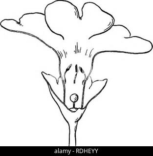 . Plant life and plant uses; an elementary textbook, a foundation for the study of agriculture, domestic science or college botany. Botany. Fig. 140. — Flowers of the Chinese primrose, illustrating dimorphism. Note that that part of the insect which strikes the anthers of one flower will be likely to strike the stigma of the other. G. Cleistogamy. — Some plants produce flowers which never open and are necessarily self-pollinated. Such flowers are called deistogamous. The violet is the most familiar plant which regularly produces deistogamous flowers. They are produced some weeks or even months Stock Photo