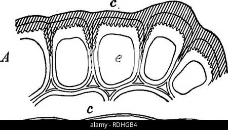 . Foundations of botany. Botany; Botany. MINUTE STRUCTURE OF LEAVES 157 to soak through it with ease. Merely examining sections of the various kinds of epidermis will not give nearly as good an idea of their properties as can be obtained by studying the behavior during severe droughts of plants which have strongly cutinized surfaces and of those which have not. Fig. 121, however, may convey some, notion of the difference between the two kinds of structure. In most cases, as in the india- rubber tree, the ex- ternal epidermal cells (and often two or three layers of cells beneath these) are =^:: Stock Photo