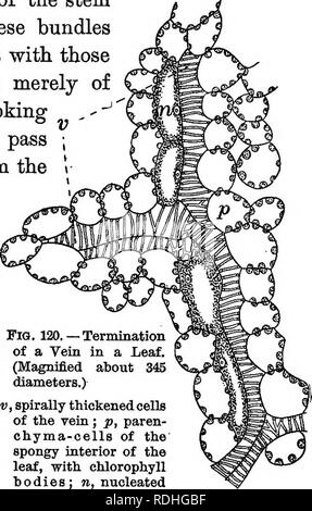 . Foundations of botany. Botany; Botany. MINUTE STRUCTURE OF LEAVES 155 Notice that the green coloring matter is not uniformly distributed, but that it is collected into little particles called chlorophyll bodies (Fig. 120, p). 166. Woody Tissue in Leaves. — The veins of leaves consist of fibro-vascular bundles containing wood and vessels much like those of the stem of the plant. Indeed, these bundles in the leaf are continuous with those of the stem, and consist merely of portions of the latter, looking as if unraveled, which pass outward and upward from the stem into the leaf under the name  Stock Photo