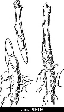 . Nature study and life. Nature study. Cleft Grafting thing, viz ...