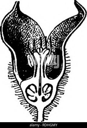 . Elements of botany. Botany; Botany. ABC Fig. 116. — The Essential Organs. A^ stamens and pistil of a tulip (the perianth removed); s, stamens; ^, pistil; B, a separate stamen, with its anther a discharging pollen; /, the filament; C, pollen-grains. as the floral envelopes. Flowers which have the essential organs are called perfect flowers. They may therefore be perfect without being complete. In cases where the perianth contains only one row of parts, it is assumed that the petals are lacking. Such imperfect flowers are said to be apetalous, Fig. 117. 176. Regular and Symmetrical Flowers. —  Stock Photo