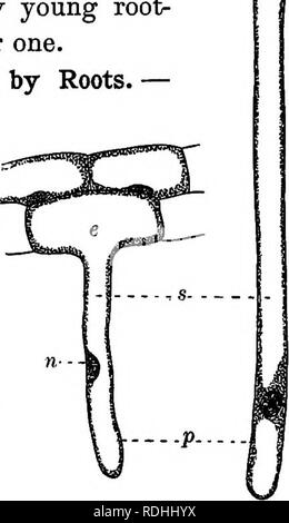 Foundations Of Botany Botany Botany Koots 49 Mainly Through The