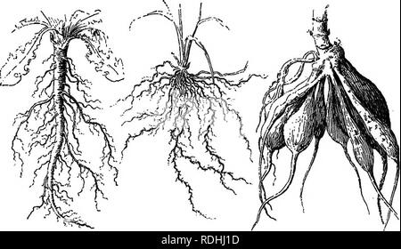 Roots. What is the role of plant roots?  Anchor a plant to the ground   Absorb water and nutrients like a sponge  Push through soil and can go  through. - ppt download