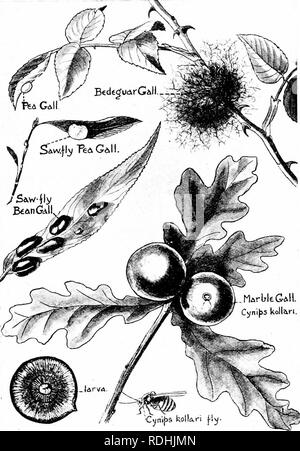 . An introduction to zoology, with directions for practical work (invertebrates). . Plate IV.—Some Common Galls. The Cijiiq'-f iMllari rty dra«u below the oak twig is x 2.. Please note that these images are extracted from scanned page images that may have been digitally enhanced for readability - coloration and appearance of these illustrations may not perfectly resemble the original work.. Lulham, Rosalie Blanche Jermaine. London, Macmillan Stock Photo