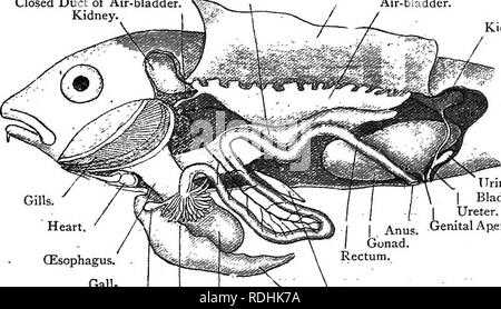 . Elementary text-book of zoology. GAD us. 333 The heart lies in the former and the alimentary canal and other organs in the latter. The somatic layer of peritoneum is deeply Alimentary, pigmented, forming a black wall to the cavity, whilst the splanchnic forms a glistening transparent membrane sur- rounding the alimentary canal and forming a dorsal mesentery. The teetli have already been mentioned : they are borne on the pre- maxilla and dentary and a small inner patch on the vomer {cf. Frog). If the jaws be pulled open and the pharynx examined, the five lateral gill-clefts can be noticed and Stock Photo