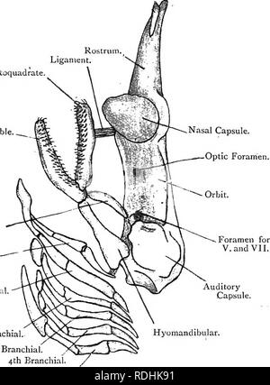 . Elementary text-book of zoology. RAIA. 319 Urogenital. The chief ...