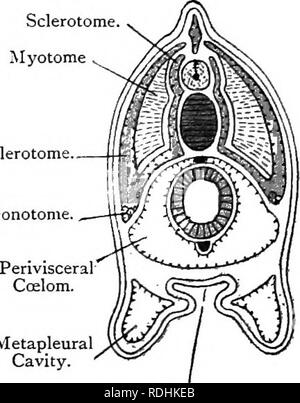 . Elementary Text-book Of Zoology. Notochord. Fig. 294. — Diagram 