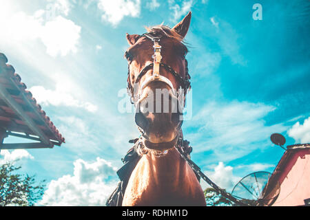 Portrait of a brown horse with saddle from a low angle Stock Photo