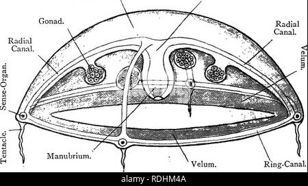 . Elementary text-book of zoology. CCELENTERATA. On agitation of the ...