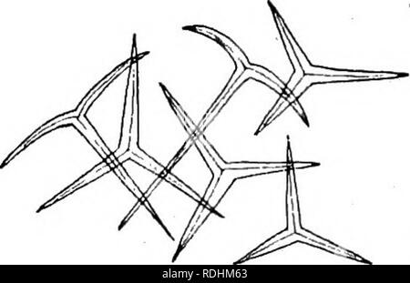 https://l450v.alamy.com/450v/rdhm63/elementary-text-book-of-zoology-ro4-porifera-fig-38calcareous-tri-radiate-spicules-of-sycandra-graniia-highly-magnified-acid-they-are-found-to-be-calcareous-in-nature-they-sup-port-the-wall-of-the-sponge-and-form-its-skeleton-the-further-structure-of-sycandra-must-be-followed-by-prepared-microscopic-sections-or-by-teasing-to-pieces-and-examination-with-the-micro-scope-a-transverse-section-as-seen-with-low-powers-is-shown-in-fig-39-the-wall-here-shows-fg-39-transverse-section-of-a-sycandra-a-sycon-prosopyle-please-note-that-these-images-are-extracted-from-scanned-pag-rdhm63.jpg