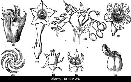 . Botany for young people and common schools : how plants grow, a simple introduction to structural botany : with a popular flora, or an arrangement and description of common plants both wild and cultivated : illustrated by 500 wood engravings . Botany. POPULAR FLORA. 185 Moming-Glory. 1. Common M. Annual; stem hairy, the hairs bent downwards; leaves heart-shaped, entire; flowers 3 to 6 on the peduncle; flowers purple or pink varying to white, opening early in the morning, closing in bright sunshine; pod 3-celled. Cult^ &amp;o. /. pwrpiirea. i. Wild M. (or Man-of-the-Eaeth). Smooth; root huge, Stock Photo