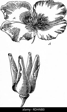 . Outlines of plant life : with special reference to form and function . Botany. DISTRIBUTION OF SPORES AND SEEDS. 2/1 movements, brought about by variations in light and tem- perature, which act as stimuli. (See ^f 244.) II. Adaptation to distribution of spores. The fact that spores are found in every group of plants from the lowest to the highest makes it probable that a great. Please note that these images are extracted from scanned page images that may have been digitally enhanced for readability - coloration and appearance of these illustrations may not perfectly resemble the original wor Stock Photo