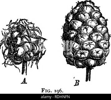 A botanical illustration showing multiple plant species native to ...