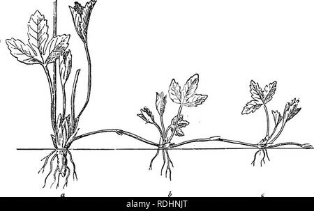 Runner in vegetative propagation store