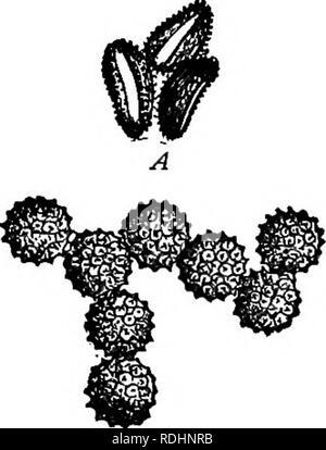 . Outlines of plant life : with special reference to form and function . Botany. VEGE TA TIVE REP ROD UCl'ION. 205 292. Perianth. — The perianth is not present in any gymnosperms (^ 281), except in a rudimentary form in a few species of the highest order. In angiosperms the. Please note that these images are extracted from scanned page images that may have been digitally enhanced for readability - coloration and appearance of these illustrations may not perfectly resemble the original work.. Barnes, Charles Reid, 1858-1910. New York : Henry Holt and Company Stock Photo