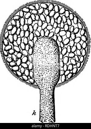 . Outlines of plant life : with special reference to form and function . Botany. VEGE TA TIVE REP ROD UCTION. 193 eluding the mossworts, fernworts; and seed plants, the spore case is always formed of two or more spore-producing cells, surrounded by a covering of cells (one or more layers) which do not produce spores. These spore cases may be developed. Please note that these images are extracted from scanned page images that may have been digitally enhanced for readability - coloration and appearance of these illustrations may not perfectly resemble the original work.. Barnes, Charles Reid, 18 Stock Photo