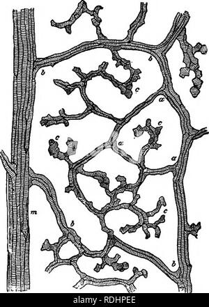 . Outlines of plant life : with special reference to form and function . Botany. 112 OUTLINES OF PLANT LIFE. strands may be increased by the development of secondary wood and bast. (See 1[ II4-) The growth of the leaves is ordinarily limited, rarely extending over a single season. In a few ferns and coniferous plants the leaves live for two to eight years, and some continue to grow for a longer time than one season.. Please note that these images are extracted from scanned page images that may have been digitally enhanced for readability - coloration and appearance of these illustrations may n Stock Photo