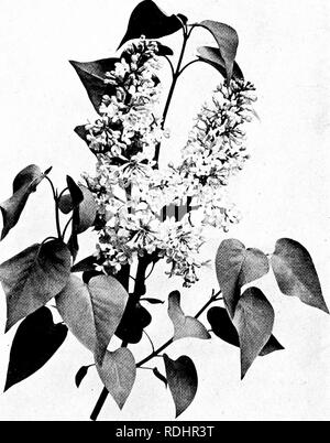 . Our northern shrubs and how to identify them : a handbook for the nature-lover . Shrubs. LILAC. Lilac, Syrincra vulgaris.. Please note that these images are extracted from scanned page images that may have been digitally enhanced for readability - coloration and appearance of these illustrations may not perfectly resemble the original work.. Keeler, Harriet L. (Harriet Louise), 1846-1921. New York : Charles Scribner's Sons Stock Photo