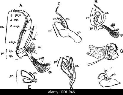 crayfish maxilla