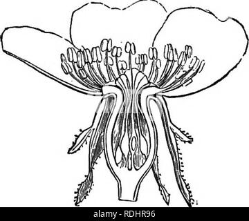 . Elementary botany : theoretical and practical. A text-book designed primarily for students of science classes connected with the science and art department of the committee of council on education . Botany. Fig. 194.—Caryophyllaceous corolla of Lychnis vesper- Una,, with corona. Fig. 195.—Longitudinal section through the caryophyliaceous corolla of Dian- ihus. There are sometimes attached to the corolla subsidiary organs, which are variously arranged, and which, owing to their not being universally present, are not treated of as separate organs. They form the corona or paracoroUa, and are pe Stock Photo