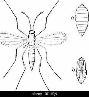 . Elements of zoology, to accompany the field and laboratory study of animals. Zoology. THE FLY 85. Fig. 90.â Cecidomyia, the Hessian- fly, a, larva ; b, pupa. From the &quot; Standard Natural History.&quot; The eggs are laid in a boat-shaped mass, which floats on the surface of the water. The larvae escape from the lower ends of the egg-cases, and are known as &quot; wigglers.&quot; The larvae of some species rest vertically near the surface of the water, head downward, with the tail end of the body at the surface of the water, since respiration takes place at that end (Fig. 91, A, c); other  Stock Photo