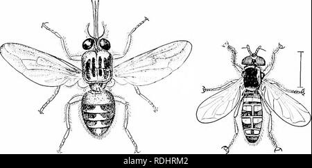 . Elements of zoology, to accompany the field and laboratory study of animals. Zoology. TUK FLY 81 fly is so dangerous that horses and dogs cannot penetrate the region infested by it. Even herds of cattle may Ije Idlled by tliis fly. Consequently travellers have been hindered in penetrating into this country, and the opening up of tropical Africa to agriculture and commerce has been much interfered with. The injurious effect of the bite of this fly is due to a. Fig. S4. — Glossina inorisfa/is, the tsetse-fly. From the &quot;Standard Natural History.&quot; Fig. S4 f. — Syrphus From Packard. par Stock Photo