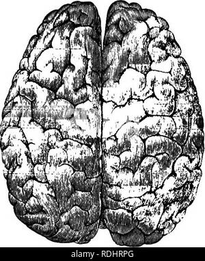 . A text-book in general physiology and anatomy. Physiology, Comparative; Anatomy. A B Fig. 204 — Comparative wrinkling of cerebral surface of cat (A), and man (.8).. Please note that these images are extracted from scanned page images that may have been digitally enhanced for readability - coloration and appearance of these illustrations may not perfectly resemble the original work.. Eddy, Walter Hollis, b. 1877. New York, Cincinnati [etc. ] American book Co Stock Photo