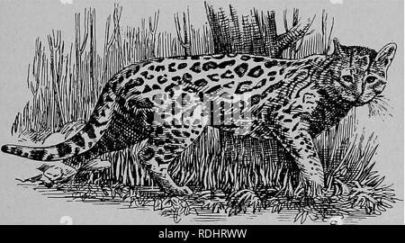 White Fur With Black Spots Like An Animal As Panther Leopard